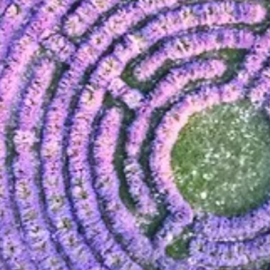 A BOVOLENTA, NEL LABIRINTO DI LAVANDA PIÙ GRANDE D’ITALIA