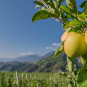 VAL DI NON. RACCOLTA DELLE MELE E PICNIC IN FATTORIA
